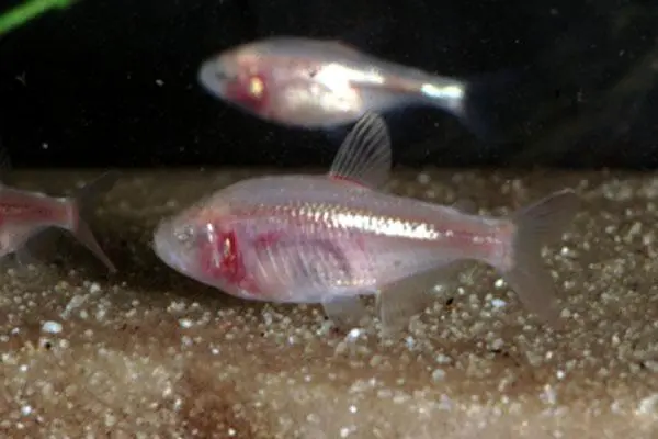 Blind hulefisk (Astyanax jordani)